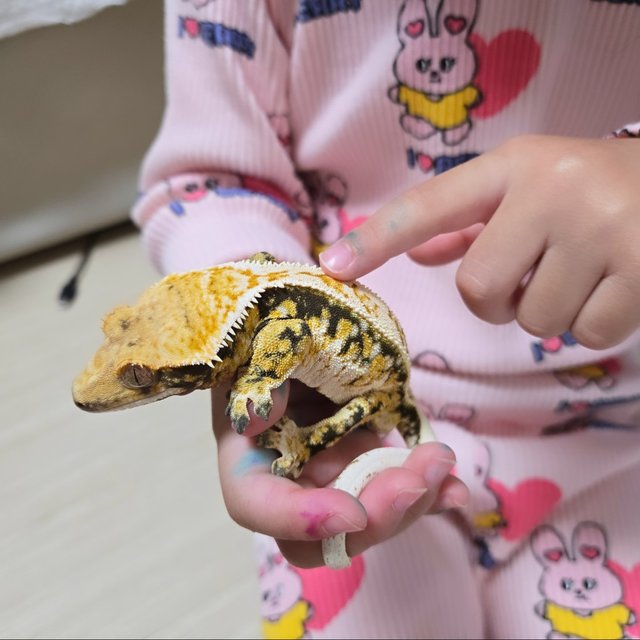 트라이 화이트스팟 화이트포트홀 풀핀