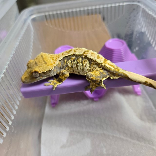 트라이 화이트스팟