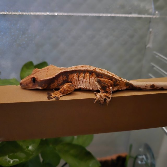 트라이 화이트스팟