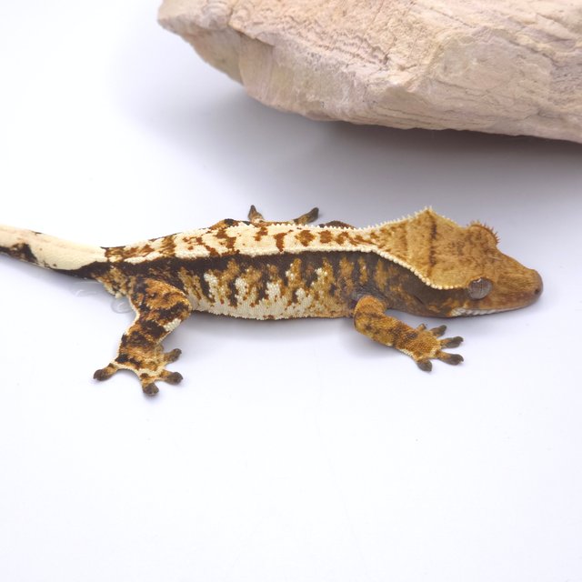 트라이 화이트스팟 화이트포트홀