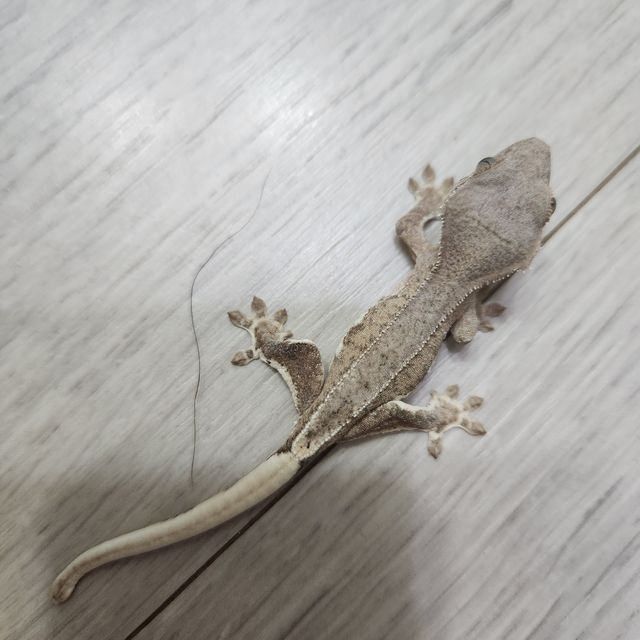 팬텀 프라푸치노