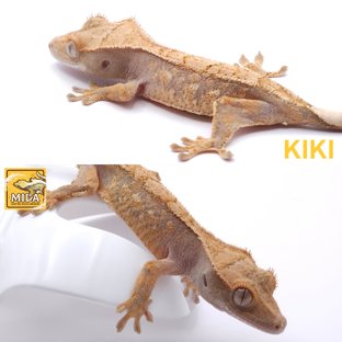 키키