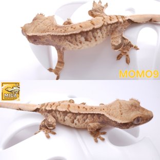 모모9