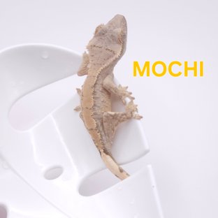 모찌
