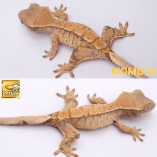 모모10