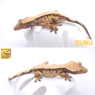 두부