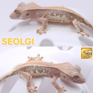 설기