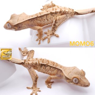 모모6