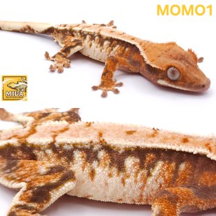 포코