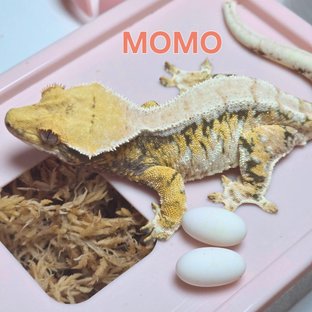 모모