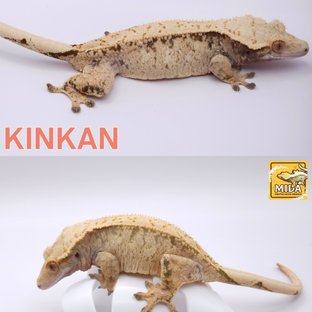 낑깡