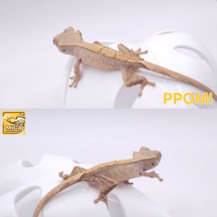 뽀미