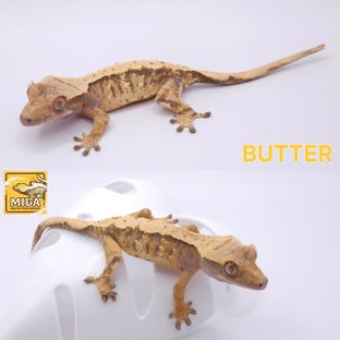 버터