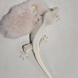 릴리화이트 솔리드백