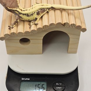 프라푸치노