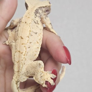 노멀 드리피 화이트스팟