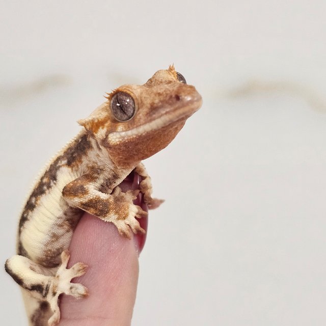 릴리화이트 솔리드백