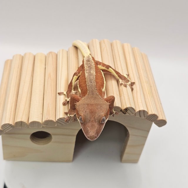 팬텀 릴리화이트