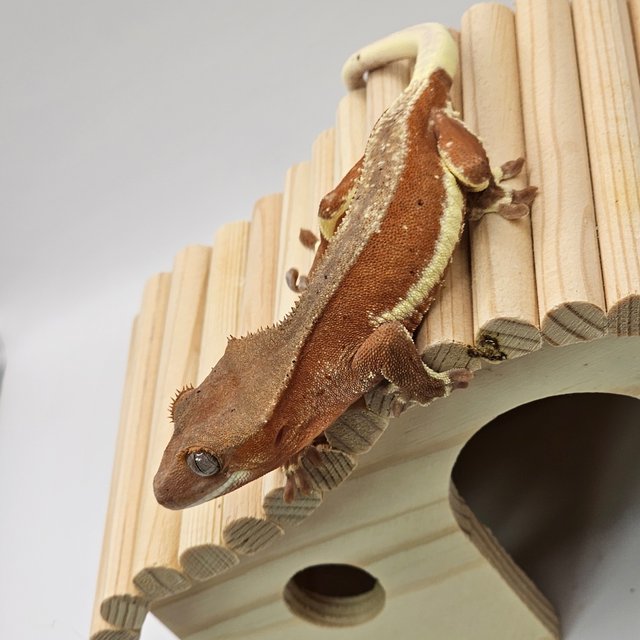 팬텀 릴리화이트