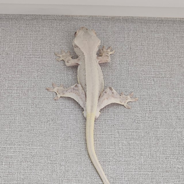 릴리화이트 솔리드백