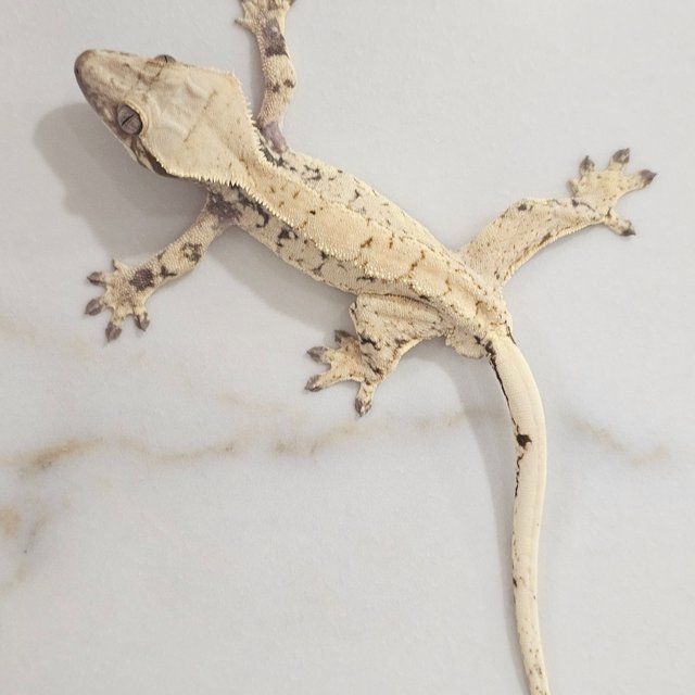 노멀 드리피 화이트스팟