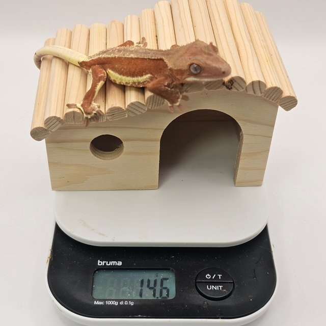 팬텀 릴리화이트