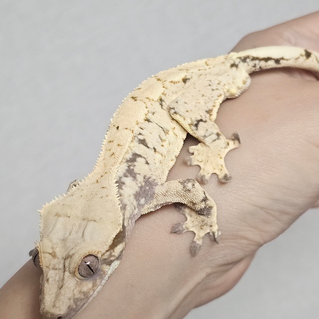 노멀 드리피 화이트스팟