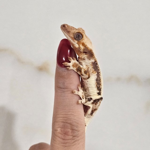 릴리화이트 솔리드백