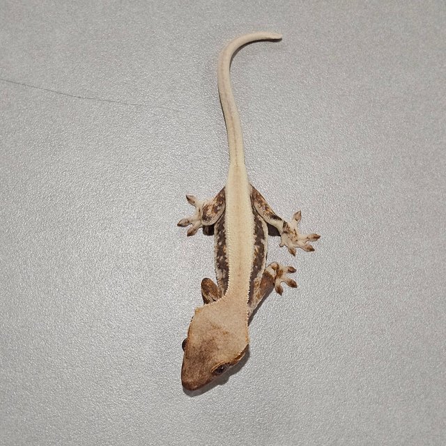 릴리화이트 솔리드백