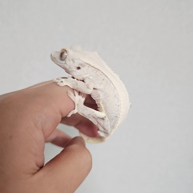 릴리화이트 솔리드백