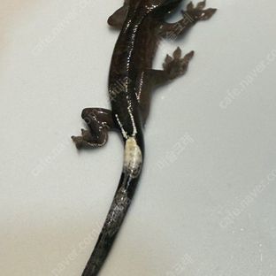 카푸치노 챠콜