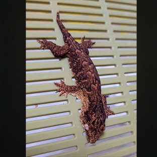 하이 컬러 멜라니스틱