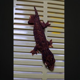 하이 컬러 멜라니스틱