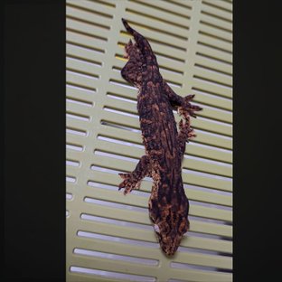 멜라니스틱 하이 컬러