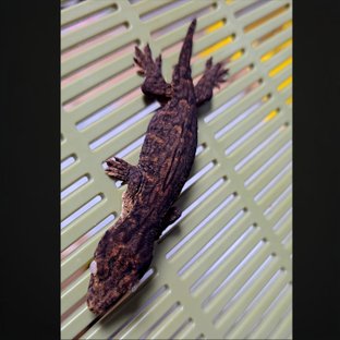 멜라니스틱 하이 컬러