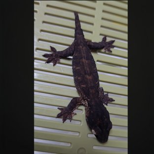 멜라니스틱 하이 컬러