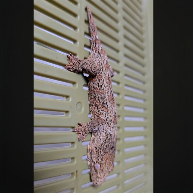 헷 멜라니스틱 GT