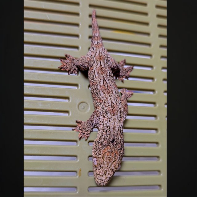 헷 멜라니스틱 GT