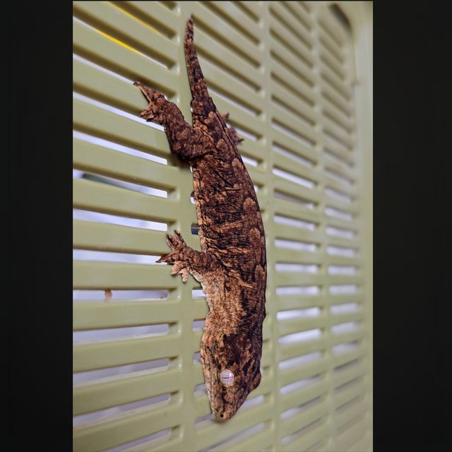 하이 컬러 멜라니스틱