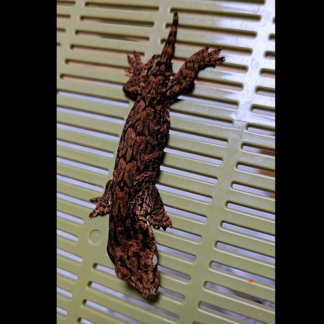 하이 컬러 멜라니스틱