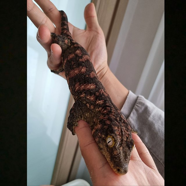 레드바 하이 컬러