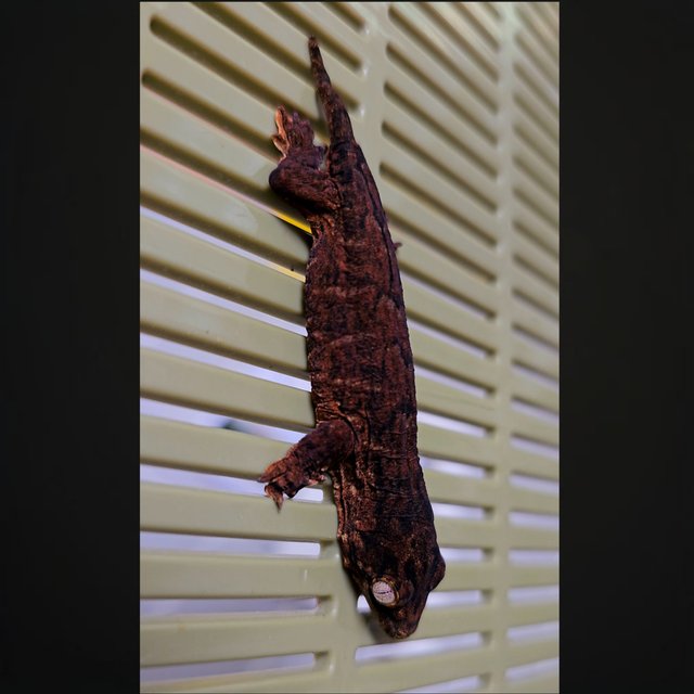 하이 컬러 멜라니스틱