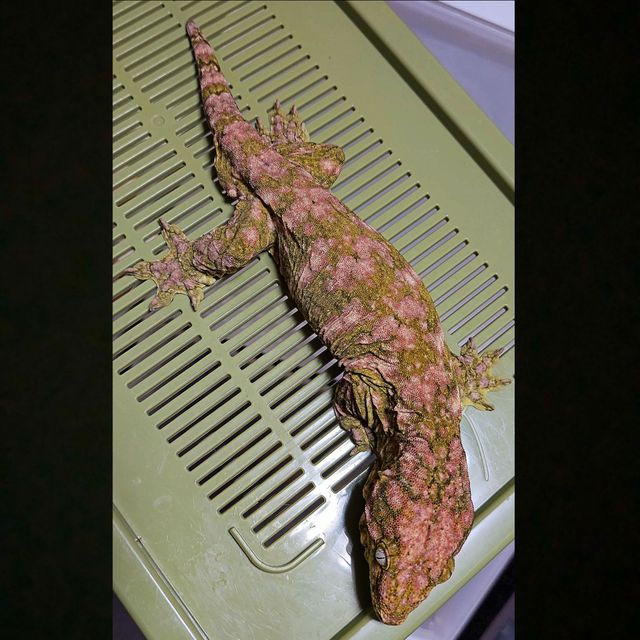 하이 컬러