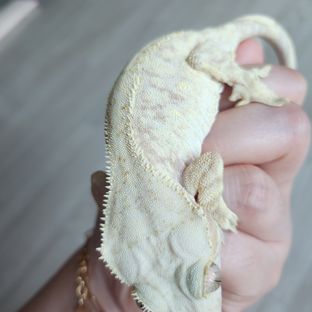 레드 트라이 익스트림할리퀸