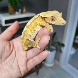 크림시클 익스트림할리퀸