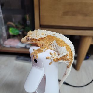 크림시클 릴리화이트
