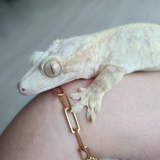 레드 익스트림할리퀸