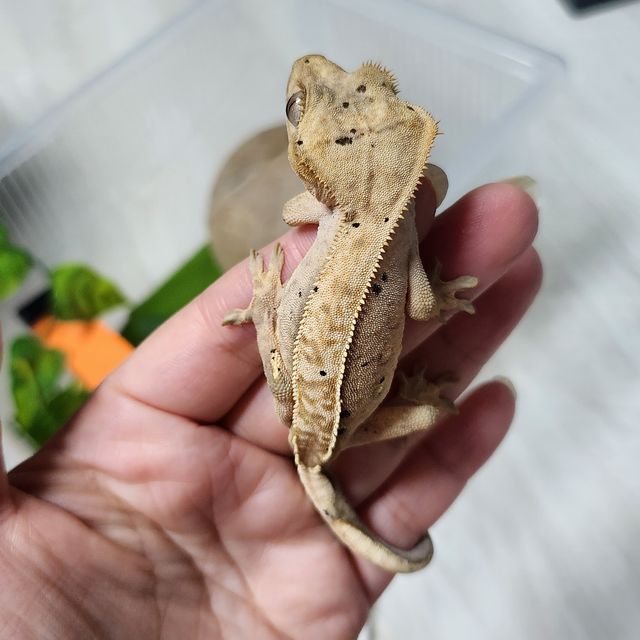 달마시안 크림시클