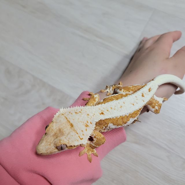 크림시클 릴리화이트