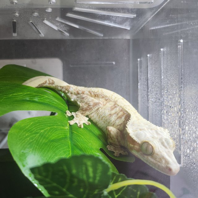 레드 익스트림할리퀸